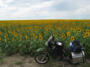 Sunflowers Sunflowers