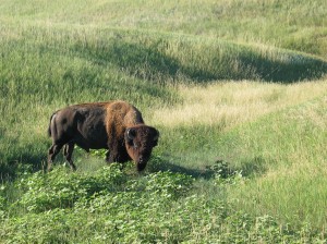 buffalo buffalo