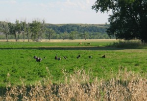 wildlife Wildlife