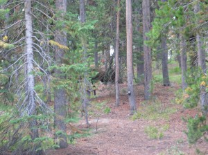 yellowstone 031